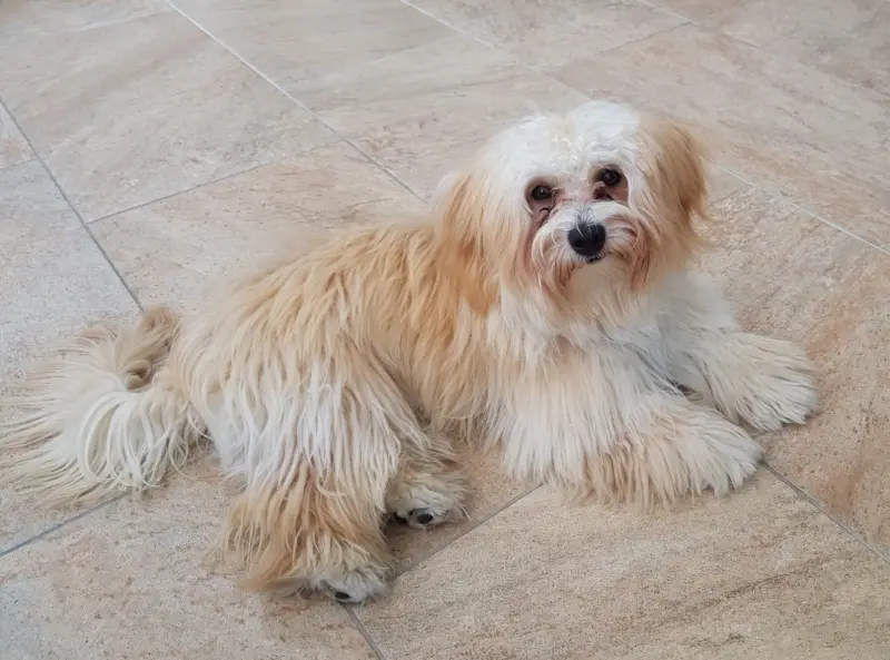 🐶 Liebevolle Havaneser-Hündin zu verkaufen (3 Jahre alt)