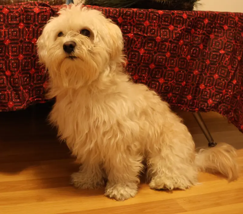 🐶 Liebevolle Havaneser-Hündin zu verkaufen (3 Jahre alt)