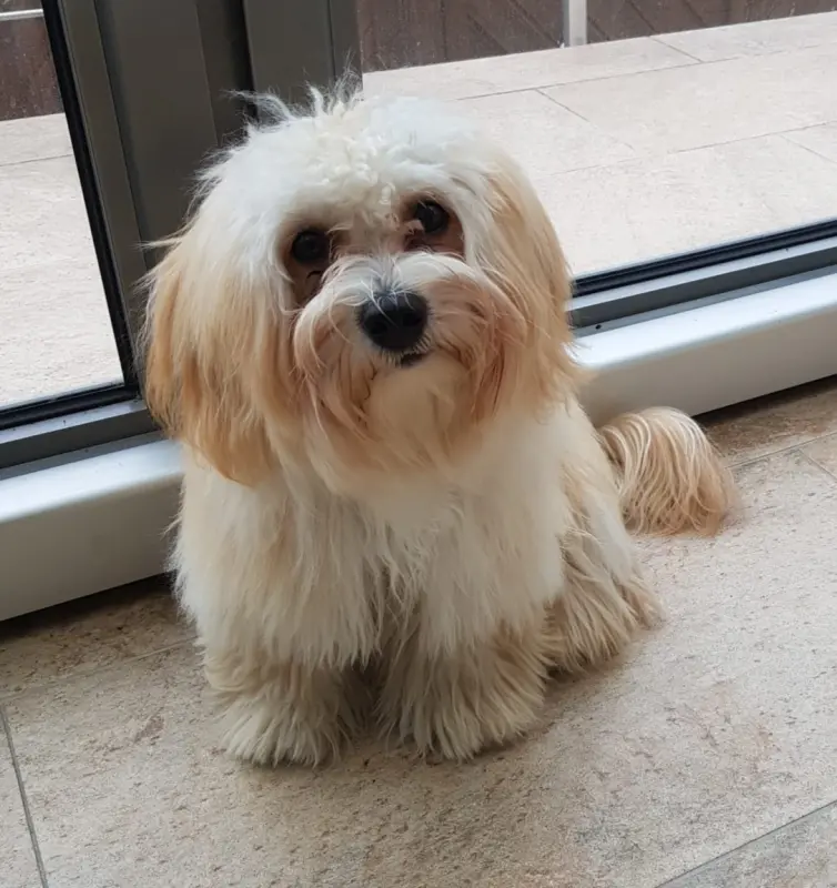 🐶 Liebevolle Havaneser-Hündin zu verkaufen (3 Jahre alt)