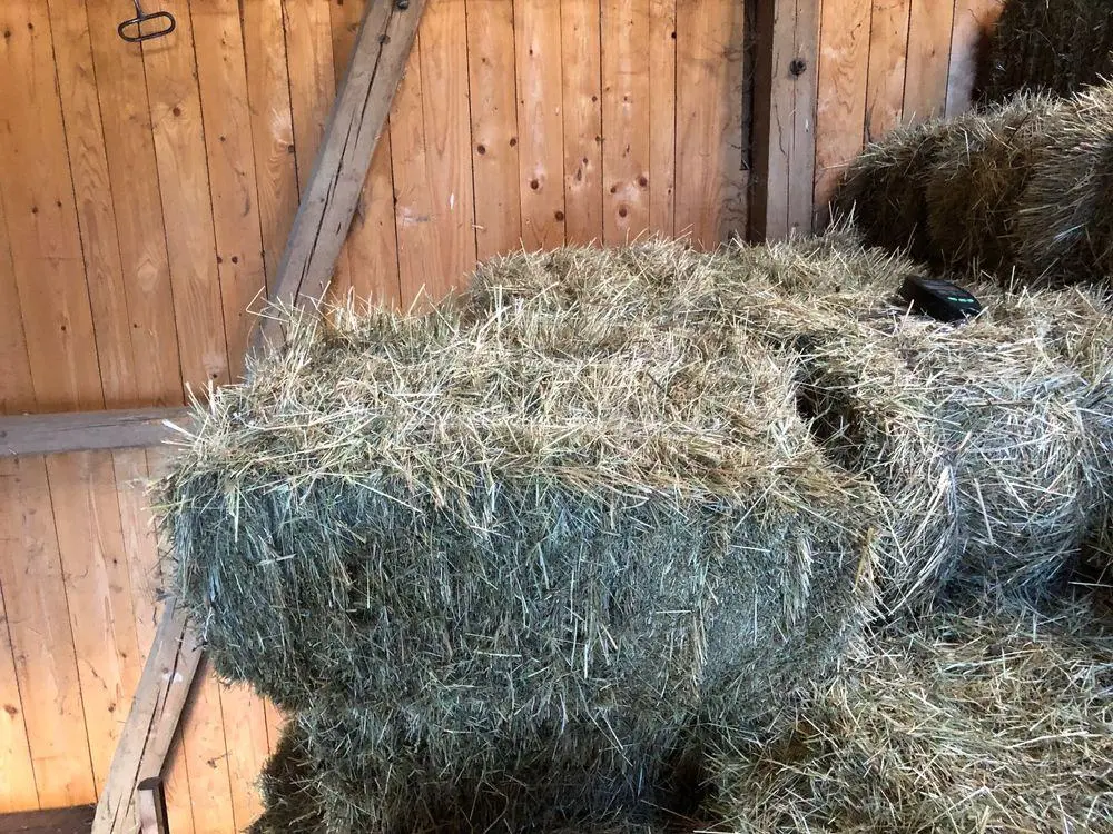 🌾 Foin de qualité pour chevaux – Suisse 🇨🇭