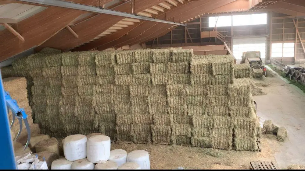 🌾 Foin de qualité pour chevaux – Suisse 🇨🇭