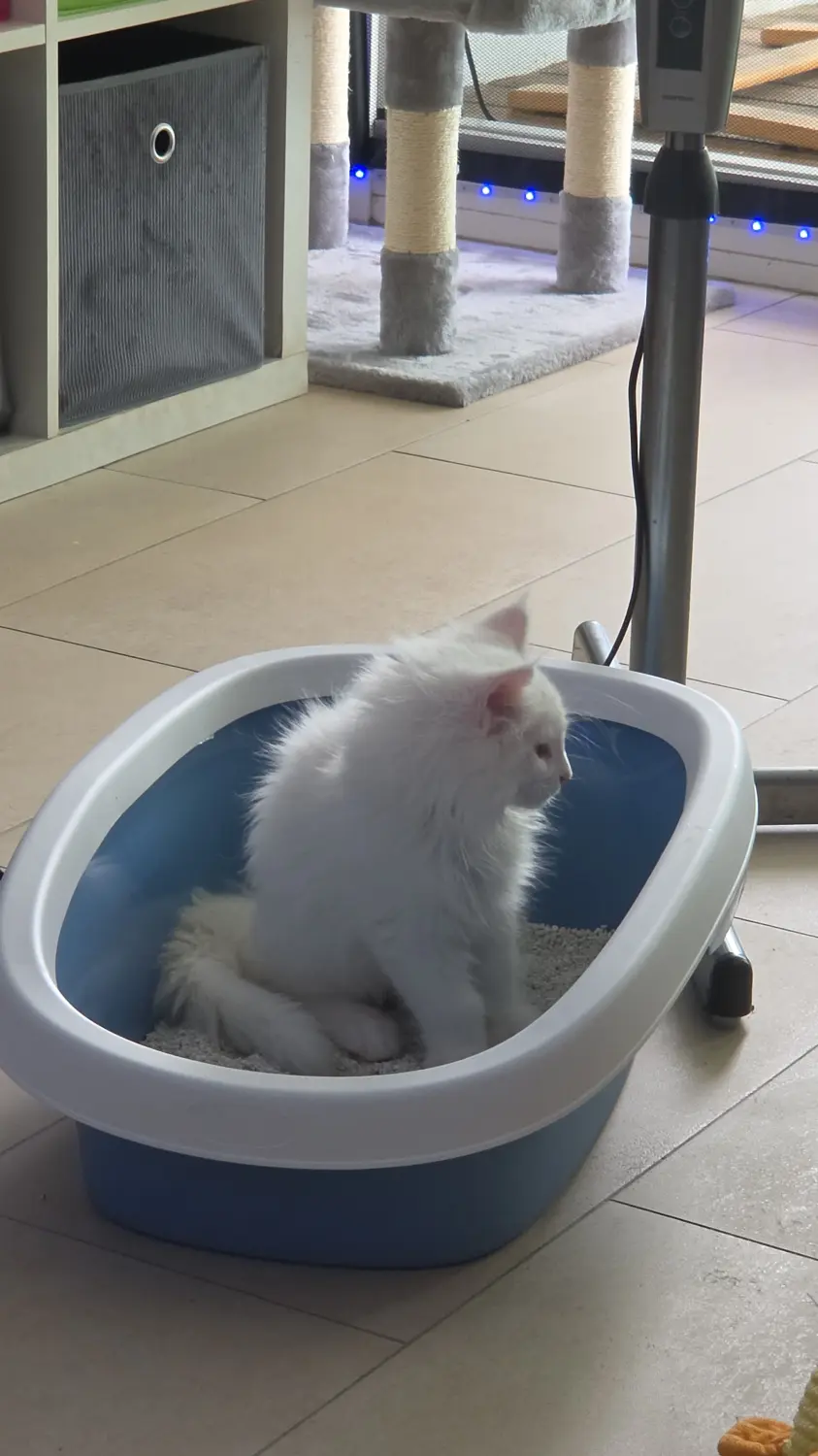 Cucciolo Maine coom bianco