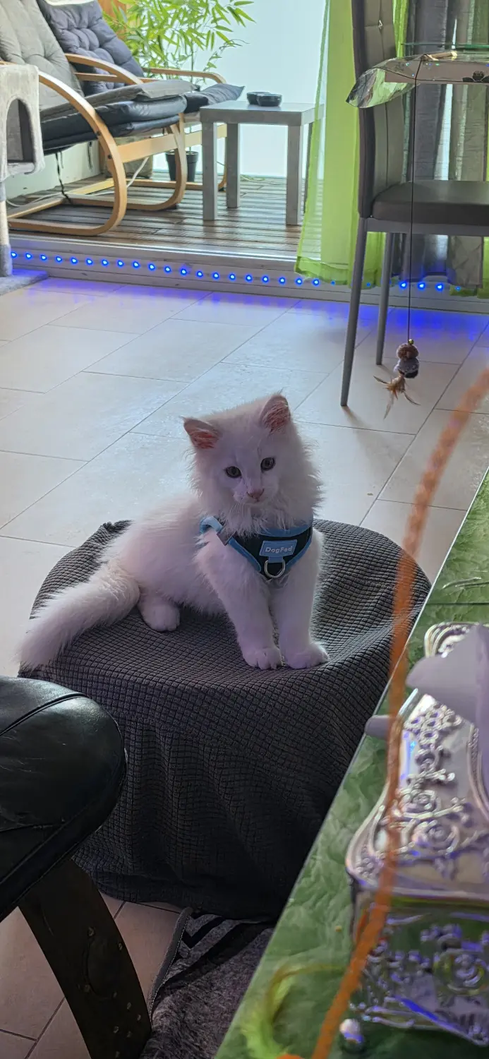 Cucciolo Maine coom bianco