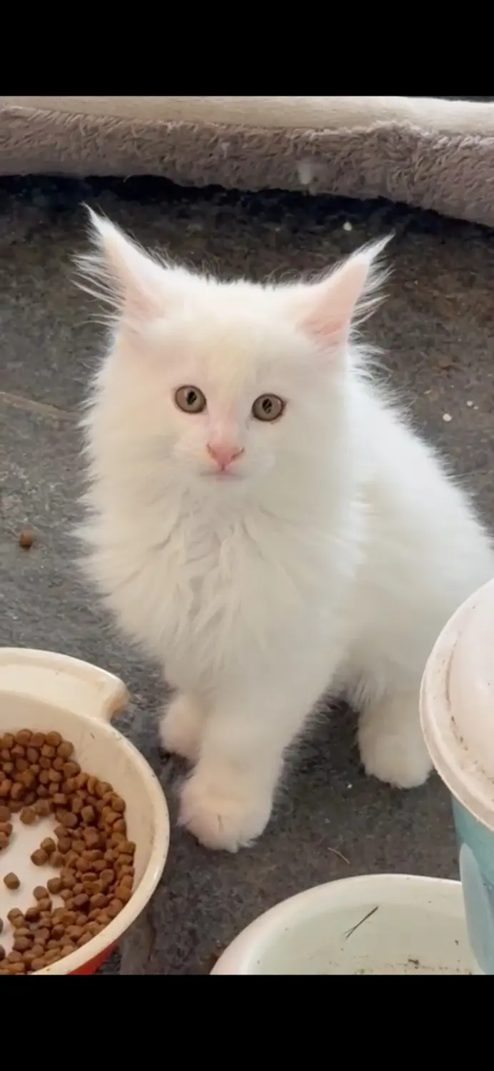 Cucciolo Maine coom bianco